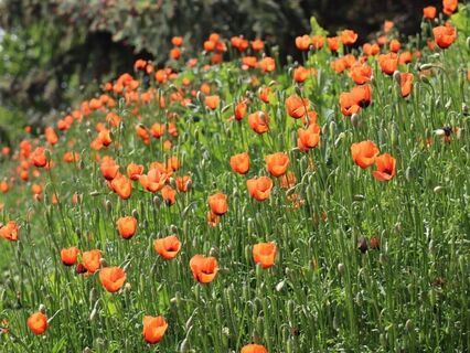 Mohnblumen am Wegesrand