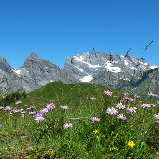 Blumenwiese mit Bergspitzen im Hintergrund