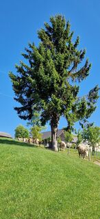 Photo de Franz Motycka le long du parcours
