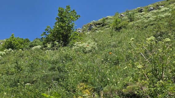 Photo de euterpe42 le long du parcours