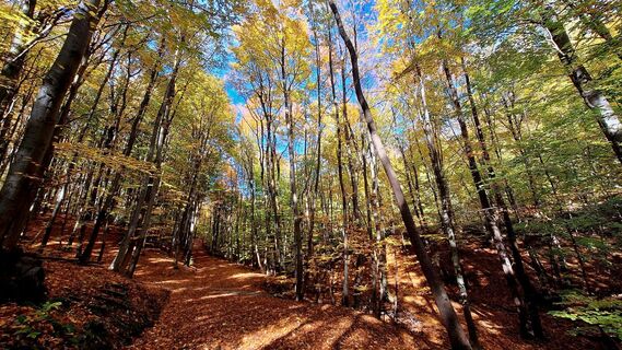 Fotografia z Regina Fleischmann na trase