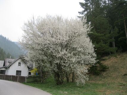 Puchberg - Edelweißhütte