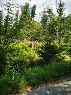 Photo de Waldläufer le long du parcours