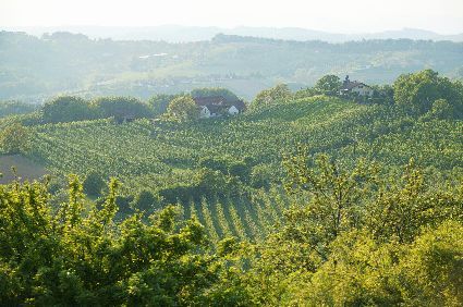 Touren auf der Weinstraße