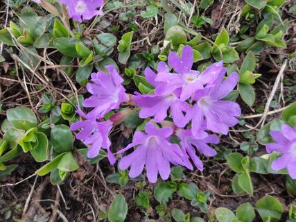 Schneealpe - Höhenwanderung über Blumenwiesen