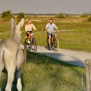 Weiße Esel am Lackenradweg