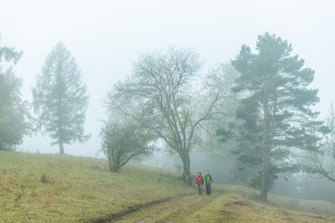 Mystische Stimmung bei Morgennebel auf dem Schneifelpfad in der Schönecker Schweiz