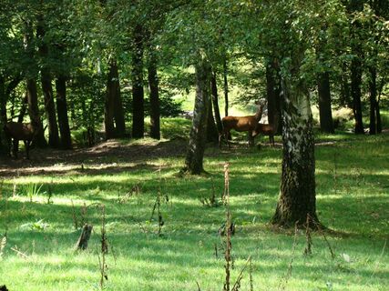 Rehe im mystischen Wald