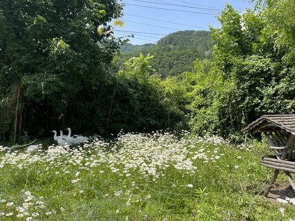 Fotografija s spletne strani franscheska na poti