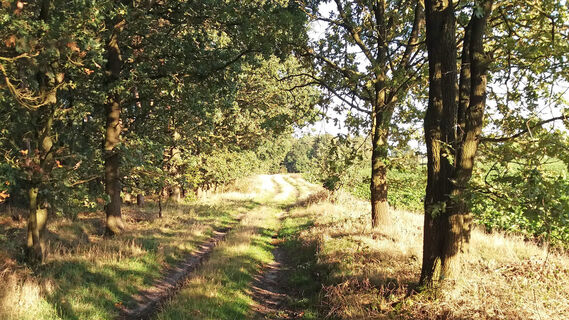 Schöne Waldwege rund um Oerel