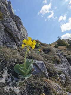 Fotografie z Steinbock na trase