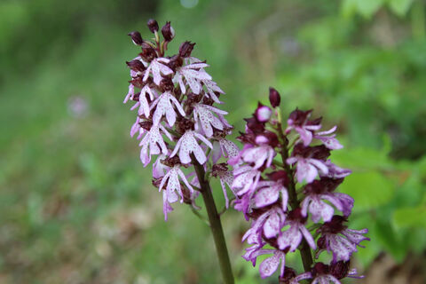 Orchideen im Diemeltal