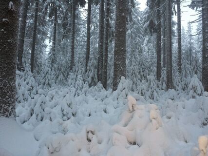 im Winterwald