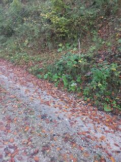 Rechts geht es auf einen Waldweg weiter
