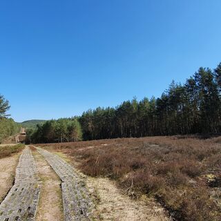 Heide am Grünen Band