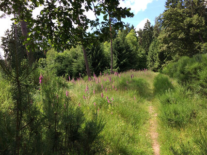 Waldweg mit blühendem Digitalis/Fingerhut