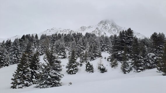 Photo de Gibi le long du parcours