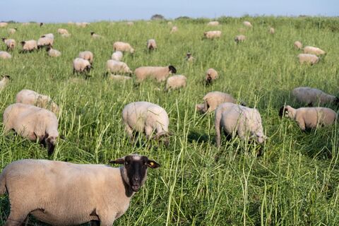 Schafe auf dem Feld