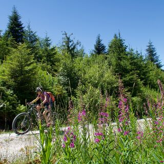 Weg vor Fettbeder - Gantrisch Königsroute