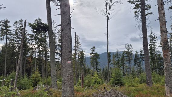 Photo de Michal Debski le long du parcours