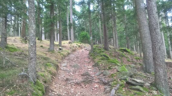 Unterwegs zum Rabenwaldkogel
