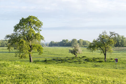 Elbevorland bei Radegast frühmorgens im Frühling 3