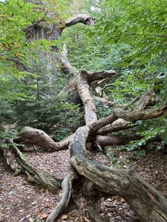 Photo de Roland Steinfadt le long du parcours