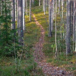 Surmilampi-Weg, schmaler Pfad