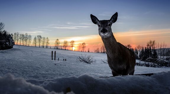 Wildgehege am Goldhübel