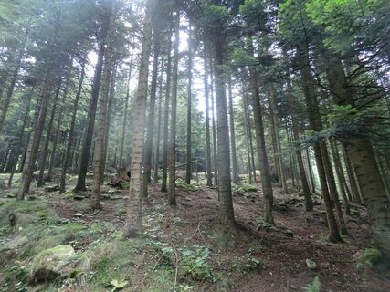 Wälder zwischen Plà und Chiot la Sella