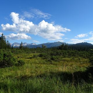 Mähander Hochmoor