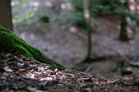Leistruper Wald