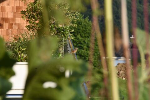 Gartenrotschwanz - typischer Obstgarten-Bewohner