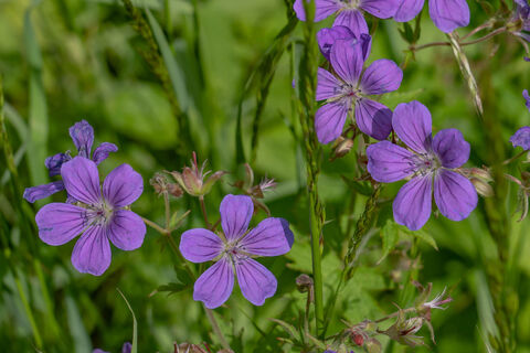 Blumen am Wegesrand