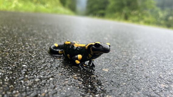 Fotó a Andreas Proske honlapról a túra során