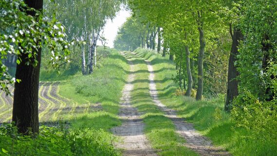 Naturnaher Abschnitt des NORDPFADES Tarmstedter Moor