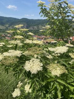 Photo de Friedrich Schlager le long du parcours