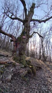 Zdjęcie z György Répássy Dr. wzdłuż trasy