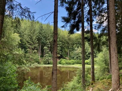 Der Pionierweiher inmitten des Osburger Hochwalds