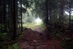 Waldweg zum Schrogentor
