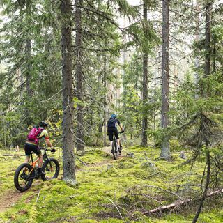 Zwei Mountainbiker auf einem Nadelwaldweg