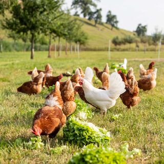 Biobauernhof Burgrain Alberswil