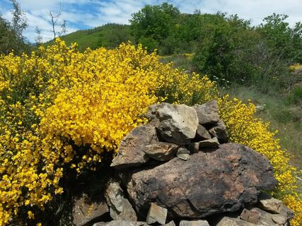 Le Devois-genets