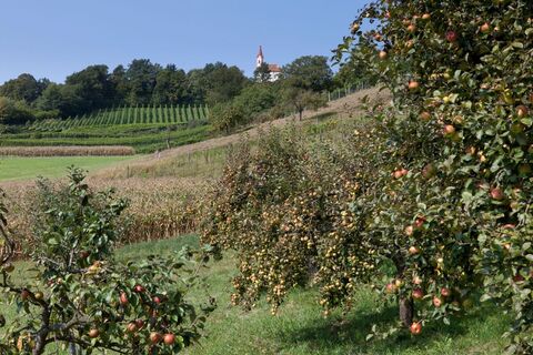 Blick durch Streuobstgärten auf die Kirche Eichkögel