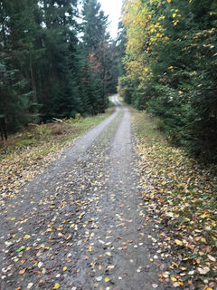 Himmlische Ruhe im Wald