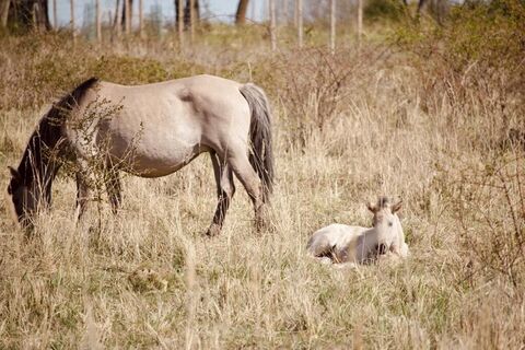 Pferd mit Fohlen Kleiberg