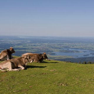 Kühe mit Aussicht