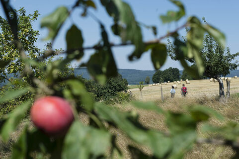 Streuobstwiese