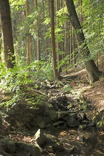 Urwald