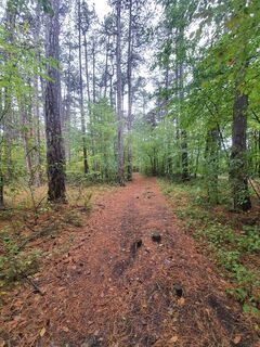 Waldweg